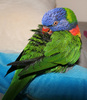 eric preening 1.jpg